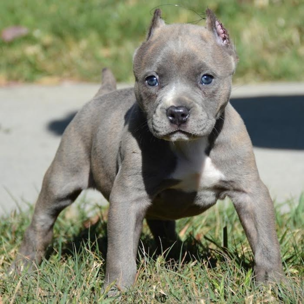 American Pitbull Terrier Blue-Line Welpen · Tiere